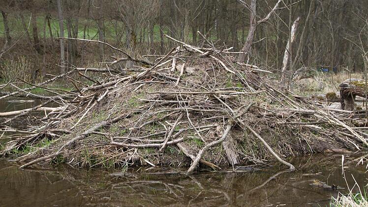 ... Biberburg. Seit mehr als 15 Jahren arbeiten die Biber schon an ihrem "Anwesen".