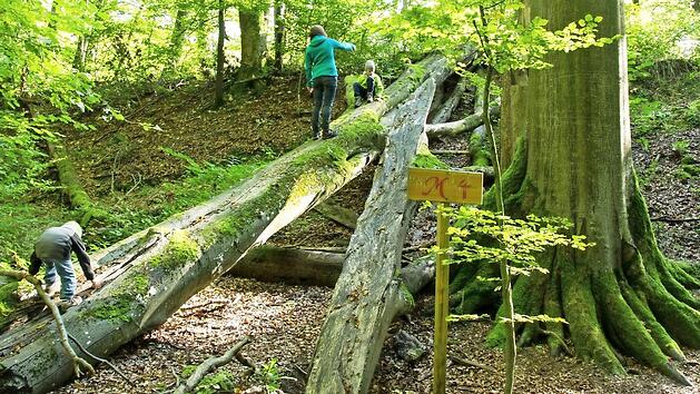 Urwüchsige Natur findet sich im Steigerwald. Auch dafür ist der Naturpark ausgezeichnet worden.   Foto: Archiv
