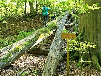 Urw&uuml;chsige Natur findet sich im Steigerwald. Auch daf&uuml;r ist der Naturpark ausgezeichnet worden. &nbsp; Foto: Archiv