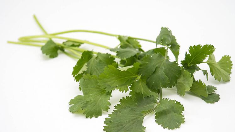 Koriander weckt die unterschiedlichen Geschmäcker und spaltet die Meinungen.  Foto: Andrea Warnecke