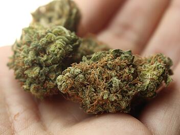 Marihuana, Cannabis