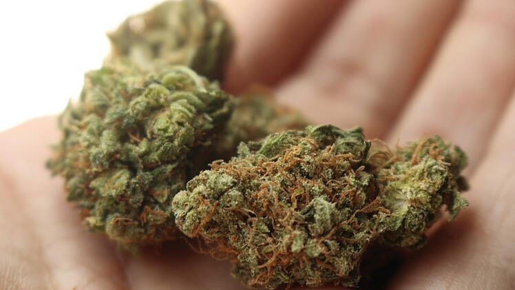 Marihuana, Cannabis