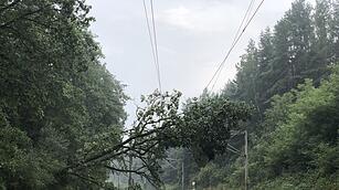 In der Nähe von Roth: Baum stürzt auf Gleise - Zugverbindung lahm gelegt