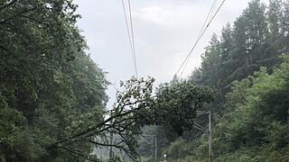 In der Nähe von Roth: Baum stürzt auf Gleise - Zugverbindung lahm gelegt