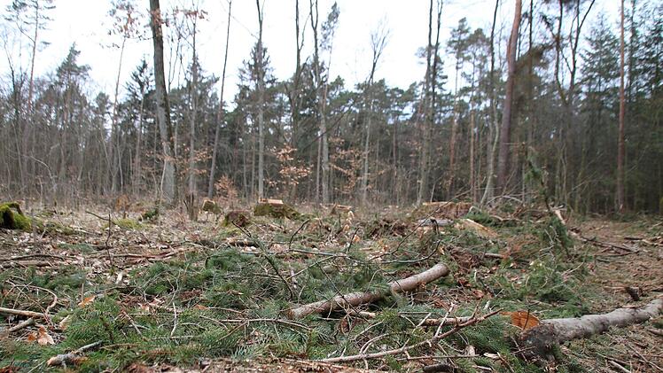 In manchen Wäldern steht keine einzige Fichte mehr. Thomas Malz