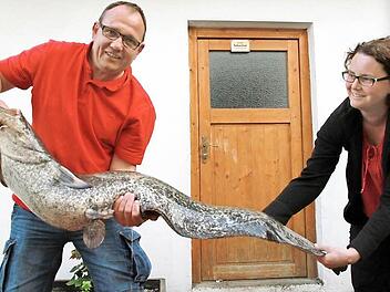 Joachim Bauer und seine Frau Stefanie müssen sich anstrengen, um den Waller zu halten.  Foto: Erlwein