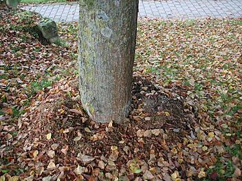 Das ist zu viel des Guten: Durch das übermäßige Anhäufen von Laub, Gras und Erde kann die empfindliche Rinde eines Baumes anfangen zu faulen. Foto: Stephan Stöckel