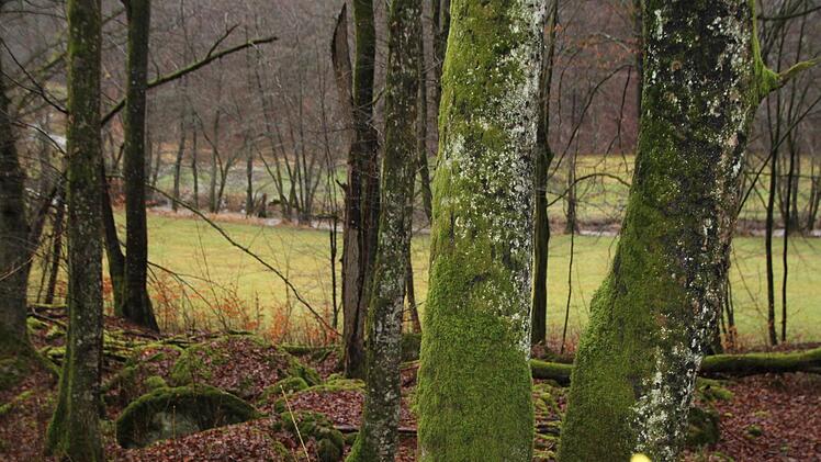 Es ist tatsächlich ein schöner Flecken Erde. Hinter den Bäumen schlängelt sich die Schondra durchs Tal. Foto: Ulrike Müller