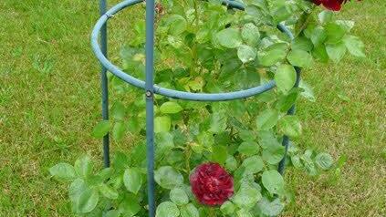 Die Rose im Klettergerüst  Foto: privat