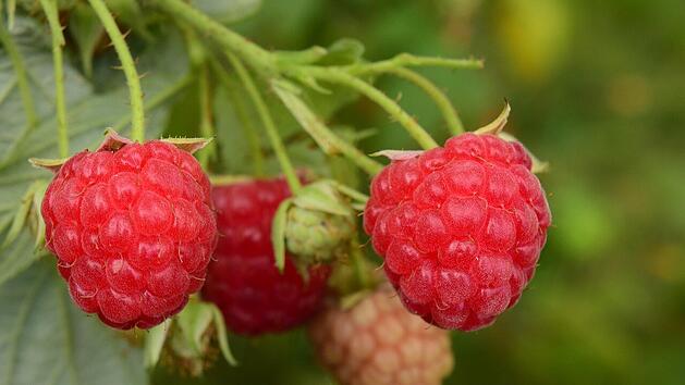 Besonders gut geeignet für die Frühjahrsbepflanzung sind Himbeeren, Johannisbeeren oder auch Brombeeren.