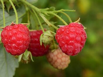 Besonders gut geeignet für die Frühjahrsbepflanzung sind Himbeeren, Johannisbeeren oder auch Brombeeren.