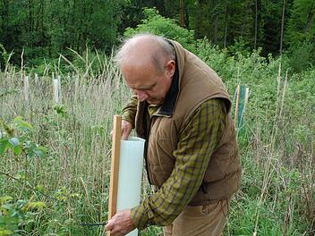 Albert Schrenker überprüft die Schutzröhre für eine Baumhaselpflanze.  Foto: Rainer Lutz