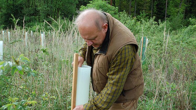 Albert Schrenker überprüft die Schutzröhre für eine Baumhaselpflanze.  Foto: Rainer Lutz