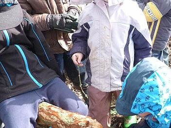 Die Kinder entdecken bei ihrer Exkursion die Zahnspuren des Bibers am gefällten Apfelbaum. Foto: Kindergarten