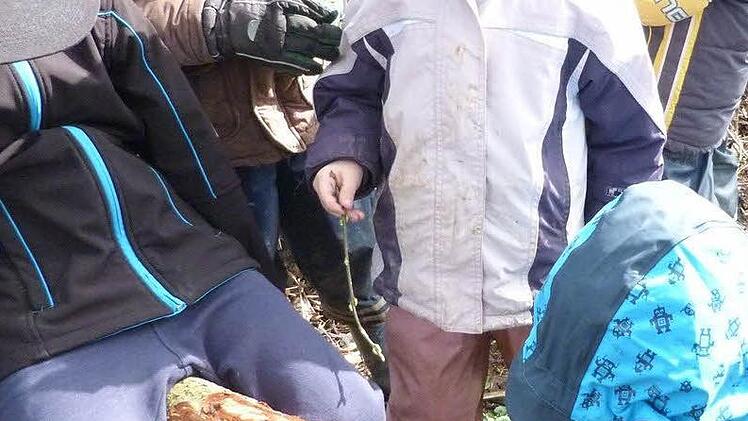 Die Kinder entdecken bei ihrer Exkursion die Zahnspuren des Bibers am gefällten Apfelbaum. Foto: Kindergarten