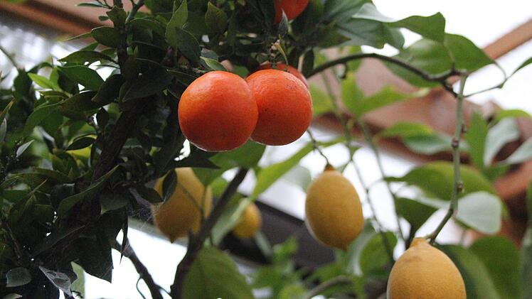 Brauchen K&auml;lte: Zitrusfr&uuml;chte entwickeln ihre Farbe nur bei bestimmten Temperaturen. &Uuml;berwintern sollte man sie deswegen nicht im Haus.