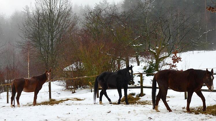 Drei Pferde tummeln sich noch auf der Koppel unterhalb des Röhrleinshofs.