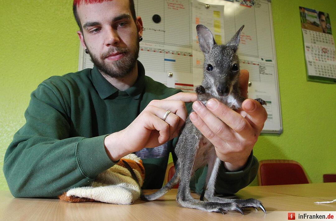 Kängurubaby im Tierpark Köthen