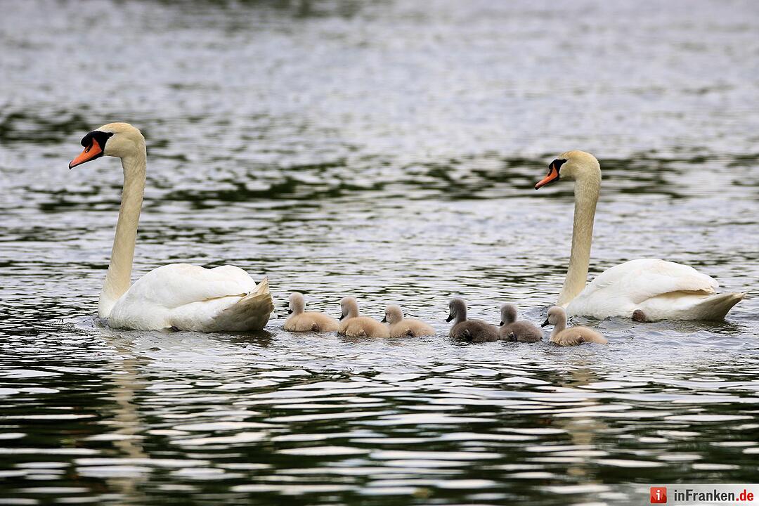 Schwanennachwuchs auf der Erba-Insel in Bamberg