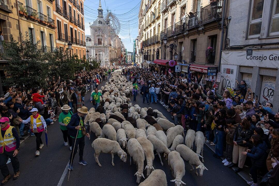 Schafumzug in Spanien