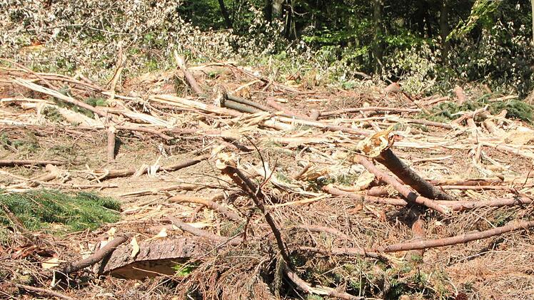 Im Bereich Schwarze Berge führt der Forstbetrieb Bad Brückenau in diesem Sommer umfangreiche Hiebarbeiten durch. Foto: Ulrike Müller