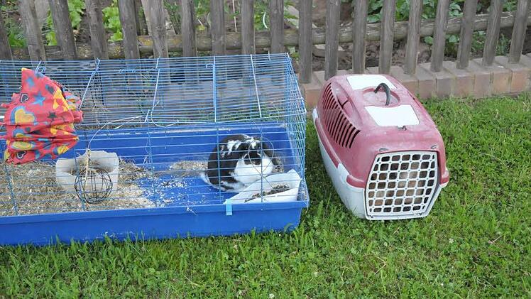 Die Kaninchen konnten gerettet werden. Foto: Roland Meister