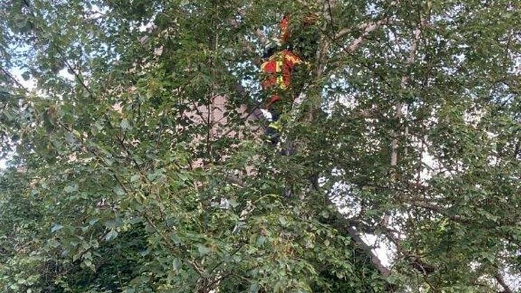 Katzenrettungsaktion in Heroldsberg: Die Feuerwehr musste ein Kätzchen von einem Baum holen.