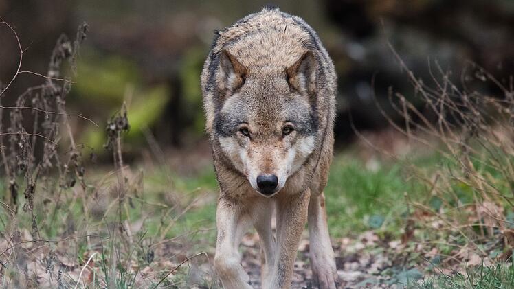Wolf