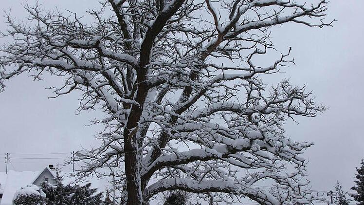 Schneebedeckter Baum unterhalb der alten Schule  Foto: Friedwald Schedel