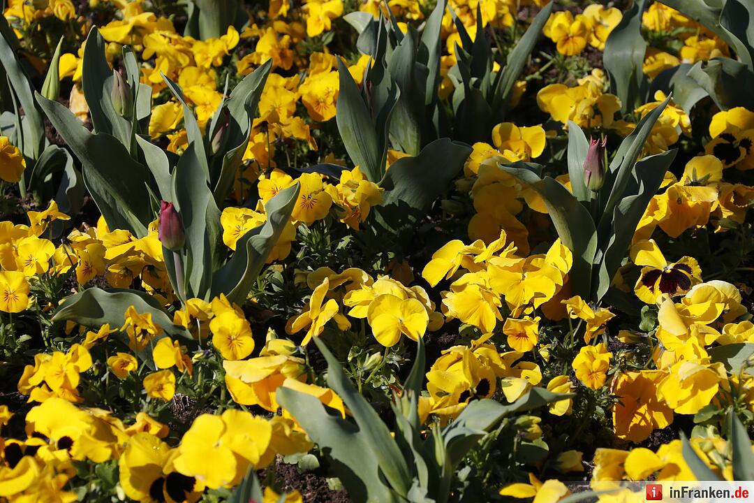 Blumen und mehr: Die Landegartenschau 2016 Bayreuth