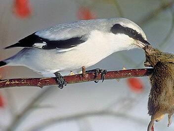 Erwischt: Der Raubwürger hat eine Maus gepackt. Der gesetztlich geschütze Vogel ist in der Langen Rhön anzutreffen. Foto: Archiv/Berndt Fischer
