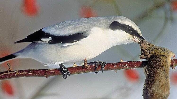 Erwischt: Der Raubwürger hat eine Maus gepackt. Der gesetztlich geschütze Vogel ist in der Langen Rhön anzutreffen. Foto: Archiv/Berndt Fischer
