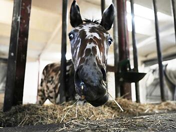 Ein zebrahaft geschecktes Fohlen