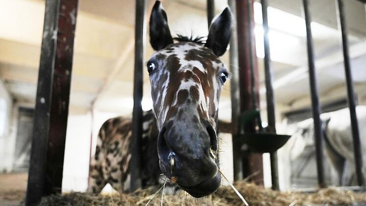 Ein zebrahaft geschecktes Fohlen