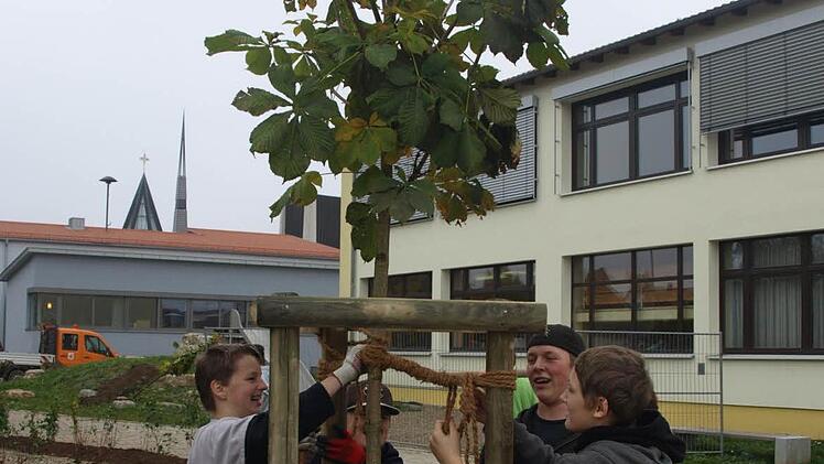 Simon, Kai, Tobias und Marco binden eine Rosskastanie an Stützpfählen fest.  Fotos: Stefan Geiger