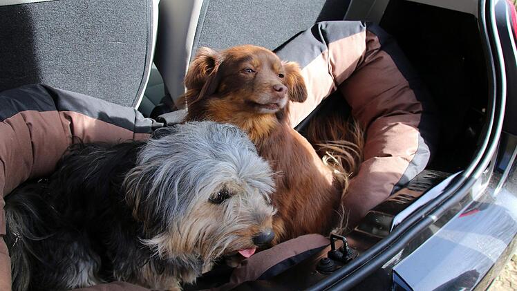 Gut gesichert ging es für die Hattersdorfer Ausreißer Chichi (rechts) und Purzel im Kofferraum von Frauchen von Seßlach zurück nach Hause.
