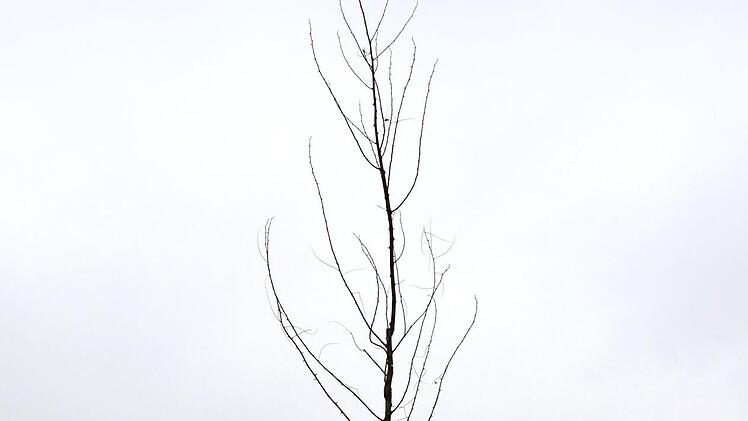 Auch der Heimat- und Gartenbauverein Aurachtal hat einen Platz für den Baum des Jahres gefunden.  Foto: HGV Aurachtal