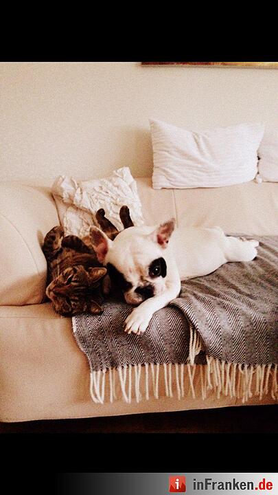 Auf den Hund gekommen: Die schönsten fränkischen Hunde unserer Nutzer