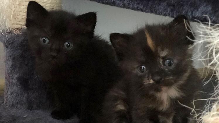 Tierheim Hersbruck mit Hilferuf: "Kommen langsam an unsere Grenzen"