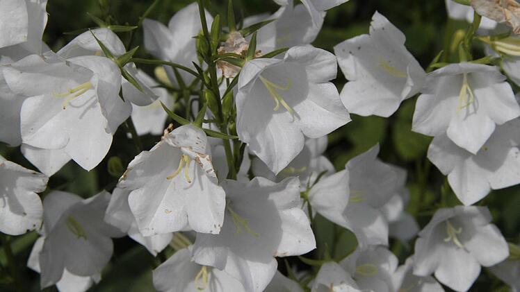 Bilder aus teilnehmenden Gärten Foto: Jürgen Gärtner