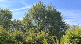 Vorschaubild