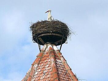 Die Sesslacher Störche haben ihren Nistplatz auf dem Rothenberger Stadtturm schon eingenommen. Foto: Berthold Köhler