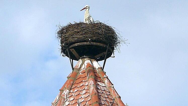 Die Sesslacher Störche haben ihren Nistplatz auf dem Rothenberger Stadtturm schon eingenommen. Foto: Berthold Köhler