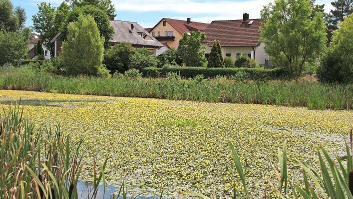 Der ganze Weiher ist mit dem Bl&uuml;tenteppich bedeckt.