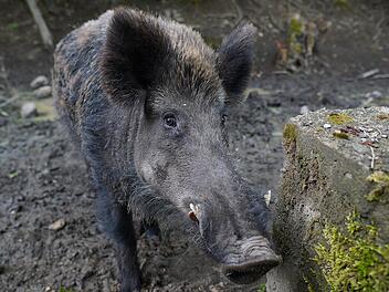 Wildschwein rennt durch bayerische Stadt und beißt Frau blutig