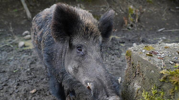 Wildschwein rennt durch bayerische Stadt und beißt Frau blutig