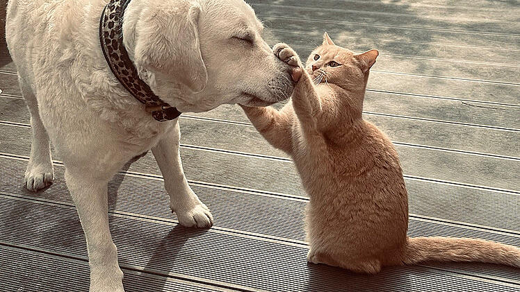 Familien-Labrador Hanni ging es nach der lebensrettenden Bluttransfusion besser.