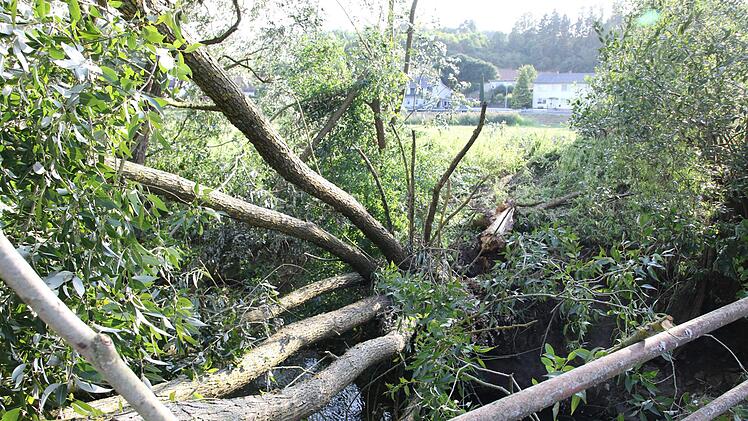 Der Baum ist bei der Finkenmühle in die Itz gestürzt. Foto: Michael Stelzner