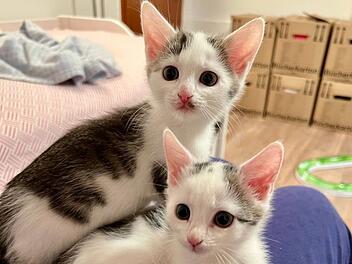 Tierheim Bamberg: Katzen-Schwestern "hatten schweren Start ins Leben"