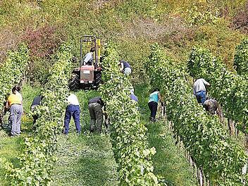 Weinernte auf einem Weinberg bei Ziegelanger. Fotos: René Ruprecht